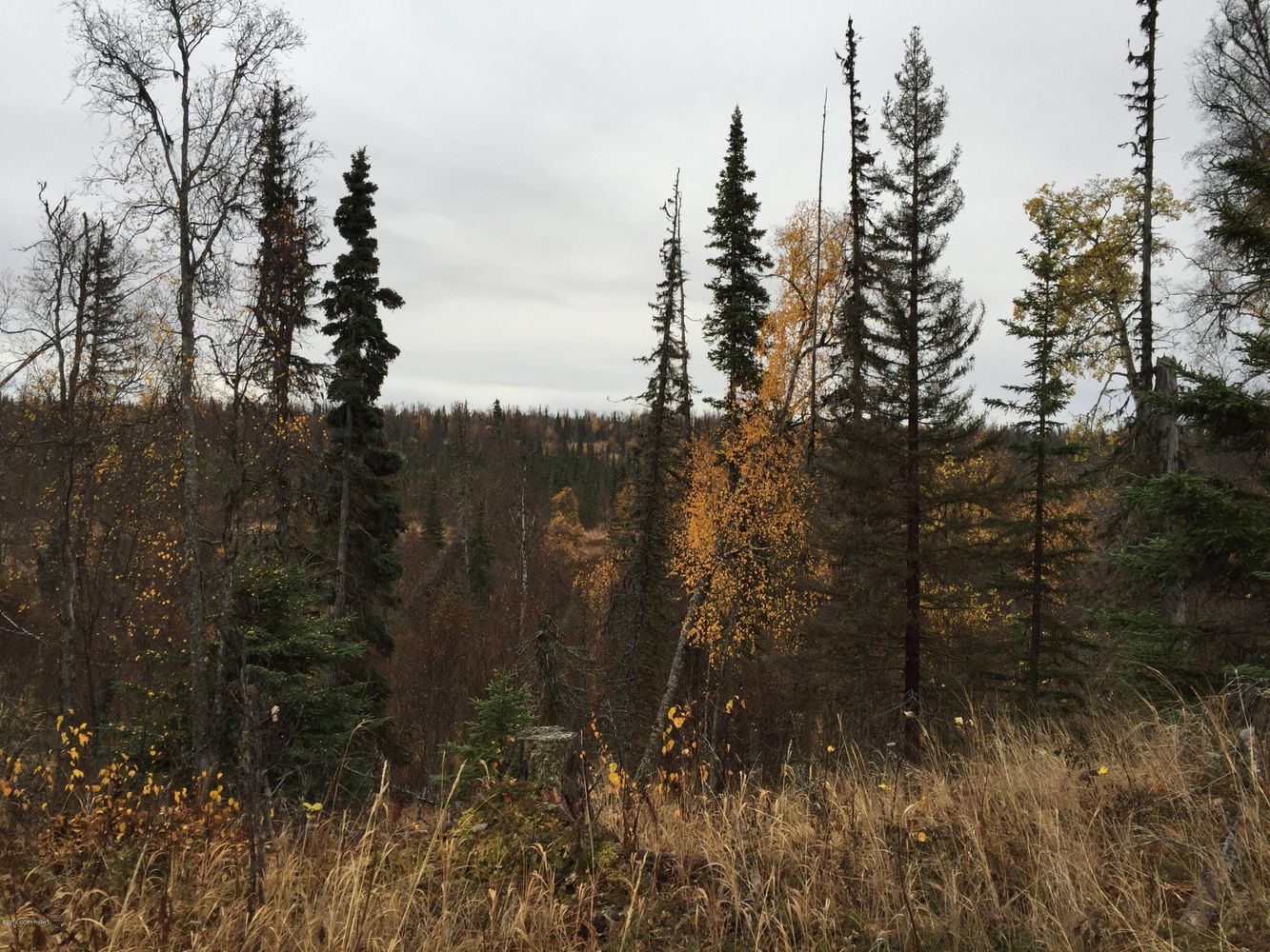 63885 Tailwind Rd, Ninilchik, AK 99639